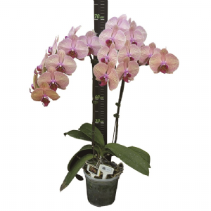 Younghome Golden Leopard